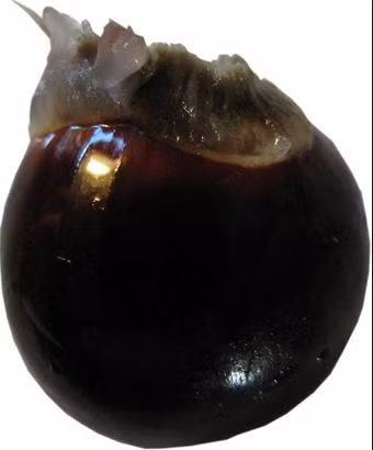 Bạn có thể tận dụng hạt nhãn để chữa bệnh bí tiểu. Lấy khoảng 12g hạt nhãn đã loại bỏ vỏ đen bên ngoài giã nát sắc với nước, uống dần từng ít một.