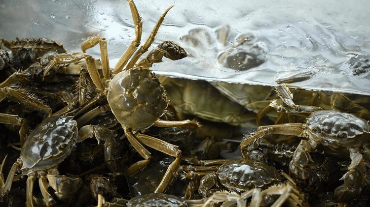 Nuôi loại cua “đặc sản” của Trung Quốc, thu hàng tỉ đồng mỗi vụ - Hình 3 Nuoi loai cua “dac san” cua Trung Quoc, thu hang ti dong moi vu-Hinh-3