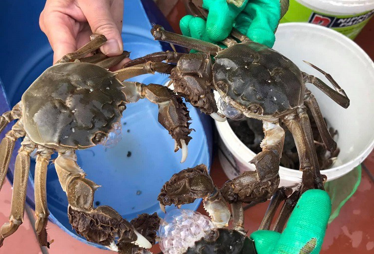 Nuôi loại cua “đặc sản” của Trung Quốc, thu hàng tỉ đồng mỗi vụ - Hình 4 Nuoi loai cua “dac san” cua Trung Quoc, thu hang ti dong moi vu-Hinh-4