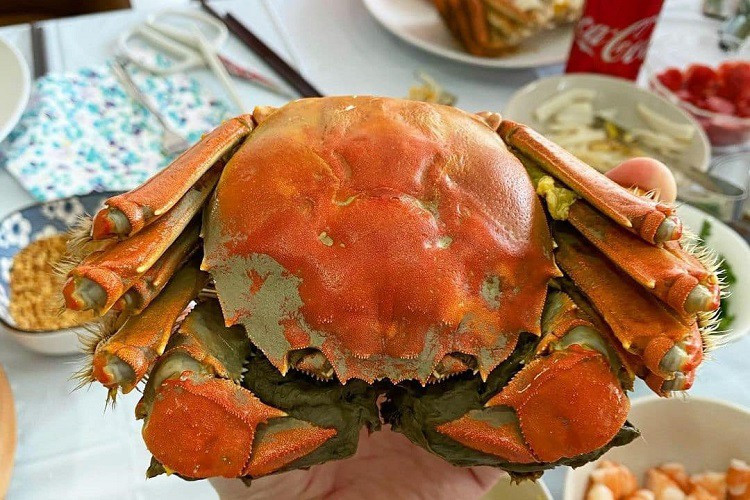 Nuôi loại cua “đặc sản” của Trung Quốc, thu hàng tỉ đồng mỗi vụ Nuoi loai cua “dac san” cua Trung Quoc, thu hang ti dong moi vu