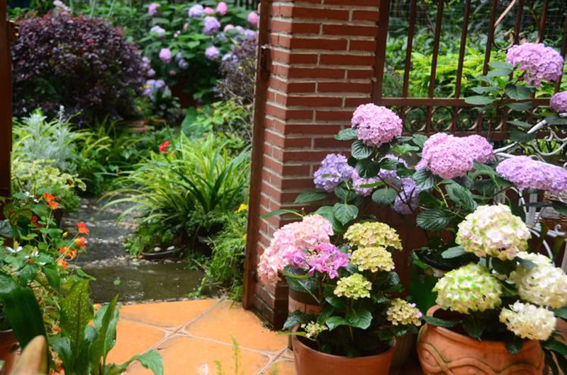 Do khu vườn hướng Bắc và có cây cổ thụ che bóng nên khá mát mẻ, có nhiều cây xanh.