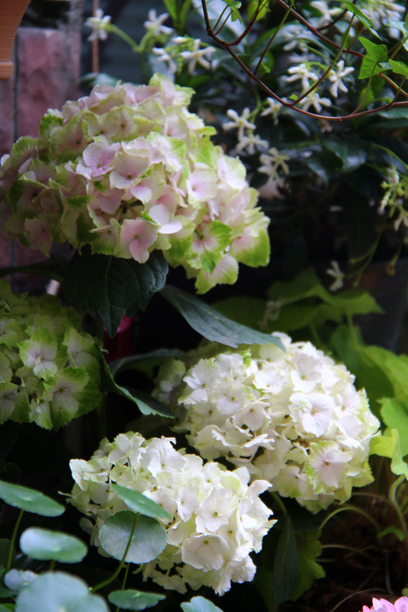 Cách đây 3 năm, gia đình chị cũng lát lại nền bằng gạch đỏ do lớp nền cũ mọc rêu, dễ gây ra trơn trượt nhất là vào những ngày mưa.