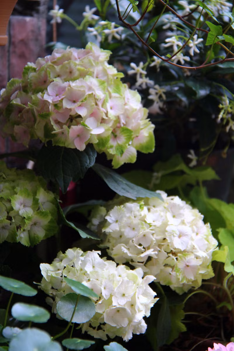 Cách đây 3 năm, gia đình chị cũng lát lại nền bằng gạch đỏ do lớp nền cũ mọc rêu, dễ gây ra trơn trượt nhất là vào những ngày mưa.