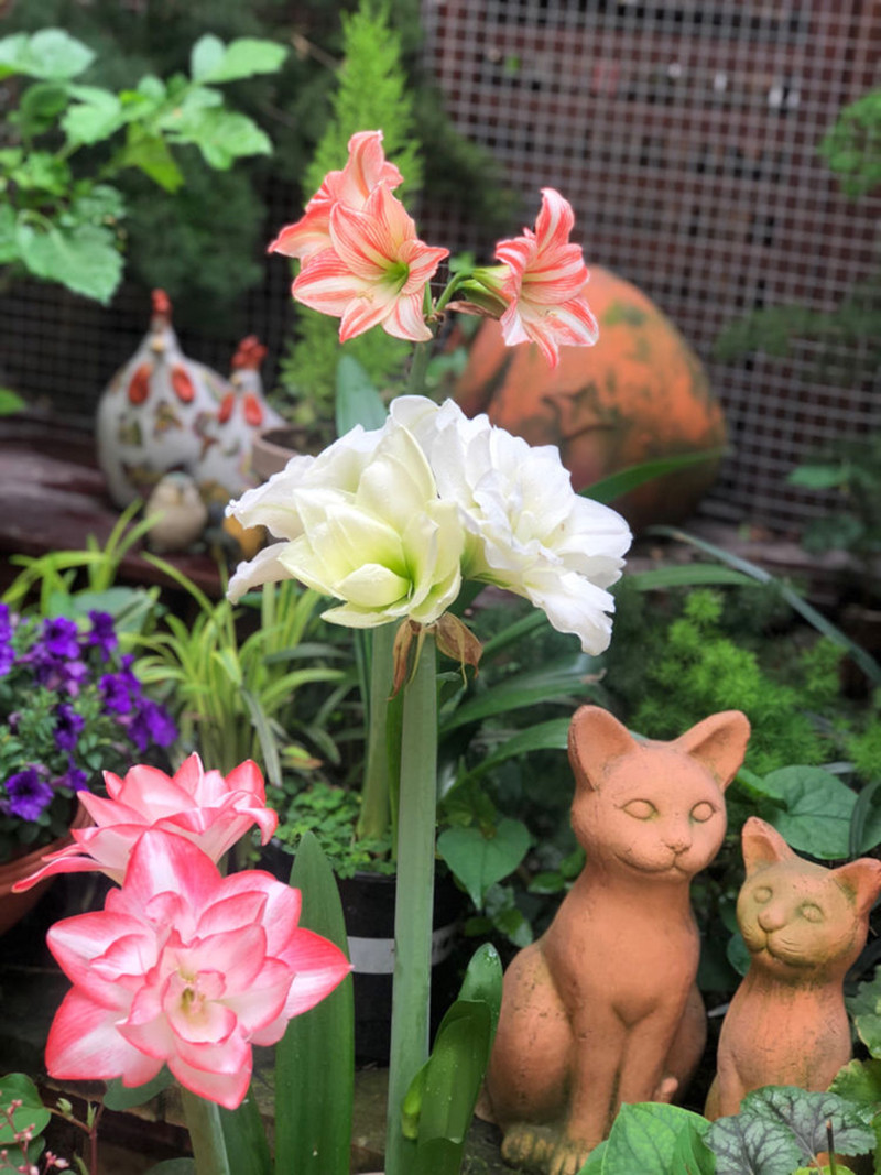 Việc quan sát cỏ cây đâm chồi nảy lộc từ đất, phát triển tươi tốt và nở hoa rực rỡ giúp chị Ngô có thể tận hưởng cuộc sống một cách trọn vẹn.