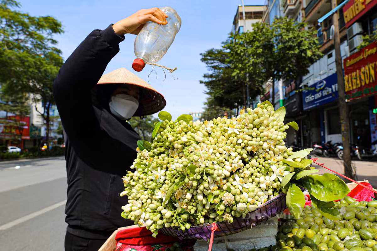 Mua hoa buoi ngat huong o Ha Noi-Hinh-8