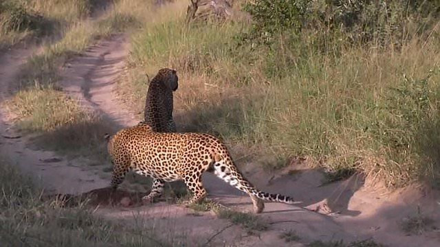 Mai me san moi, bao hoa mai suyt bi chinh dong loai cua minh “lam thit“-Hinh-2