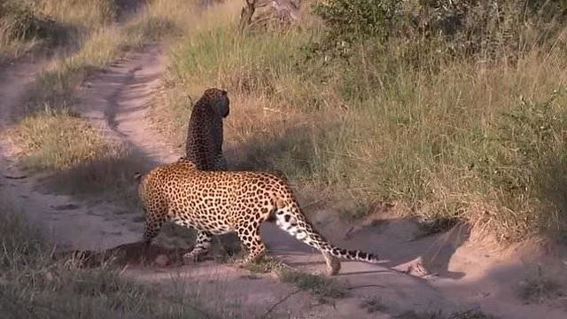 Mai me san moi, bao hoa mai suyt bi chinh dong loai cua minh “lam thit“-Hinh-2