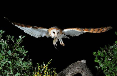 3. Nghe thấy tiếng chim lợn kêu: Sợ nhất ban đêm nghe thấy tiếng chim lợn, vì nó ngụ ý trong nhà có người sắp chết. Điều này không có nghĩa chim lợn là loài vật quái dị, mà bởi vì nó có trực giác rất nhạy cảm. Thân thể con người là một tổ hợp điện chất, khi con người ngừng thở loại điện chất này sẽ phân giải thành một loại mùi vị như mùi thịt thối. Và chim lợn là loại vật ăn thịt (chúng ăn thịt chuột, chim nhỏ, bò sát nhỏ…) chúng sẽ ngửi thấy và bay tới.