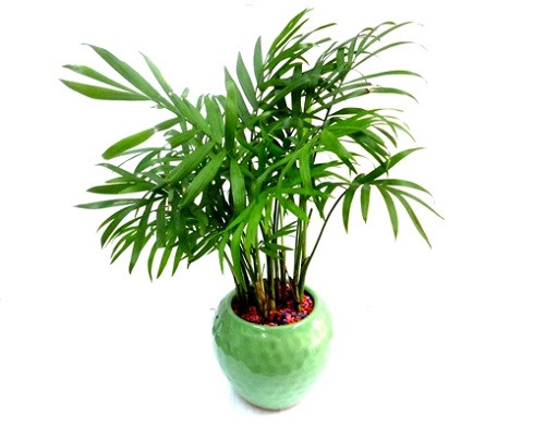 4. Đặt chậu cây Văn trúc (trúc cảnh) ở phía Tây Nam: Cây trúc được coi là vật phẩm cát tường trong phong thủy. Đặt chậu cây Văn trúc trong nhà cũng có tác dụng hỗ trợ thi cử đỗ đạt, học hành giỏi giang. Phương vị tốt nhất để đặt chậu cây này là ở hướng Tây Nam. Hướng này sẽ thúc vượng công hiệu của Văn Xương tinh, tư duy của con trẻ thêm nhạy bén, học hành tấn tới. (Thông tin trong bài chỉ mang tính tham khảo).