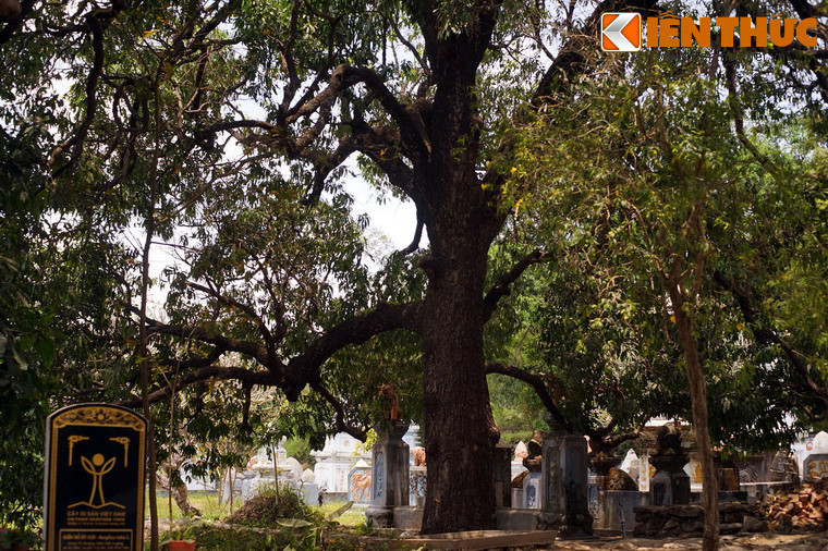 Một yếu tố quan trọng làm nên danh tiếng của chùa Đá Trắng là vườn xoài đặc sản bao quanh chùa, đã đi vào thơ ca Phú Yên như là một sản phẩm đặc trưng của mảnh đất này: “Xoài Đá Trắng, Sắn phường Lụa”.