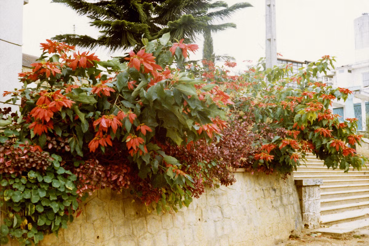 Bồn hoa cạnh cầu thang chợ Đà Lạt. Ảnh: Tom Petersen.