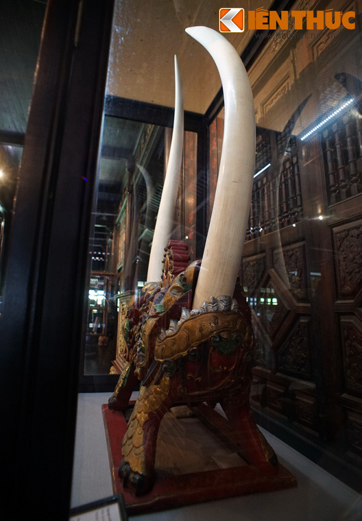 Cùng với hai cặp ngà đang được lưu giữ ở Dinh Độc Lập và Bảo tàng Lịch sử TP HCM, cặp ngà ở Huế là một trong các cặp ngà voi lớn nhất Việt Nam hiện tại.