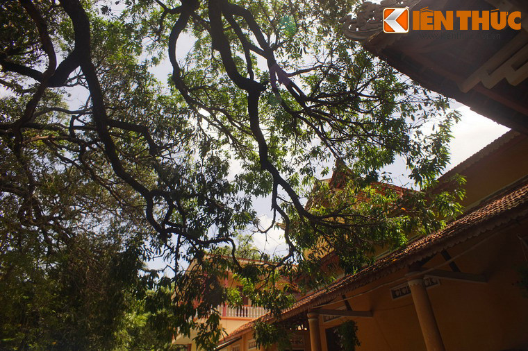 Dưới thời nhà Nguyễn, hàng năm đến vụ xoài nhà chùa lại thu hoạch chuyển về kinh dâng Vua, nên xoài Đá Trắng còn có tên là “xoài ngự” “xoài tiến vua” và được phong danh hiệu là “Bạch Thạch Yêm Ba”. Ngày nay, quần thể xoài này đã được công nhận là cây Di sản Việt Nam.