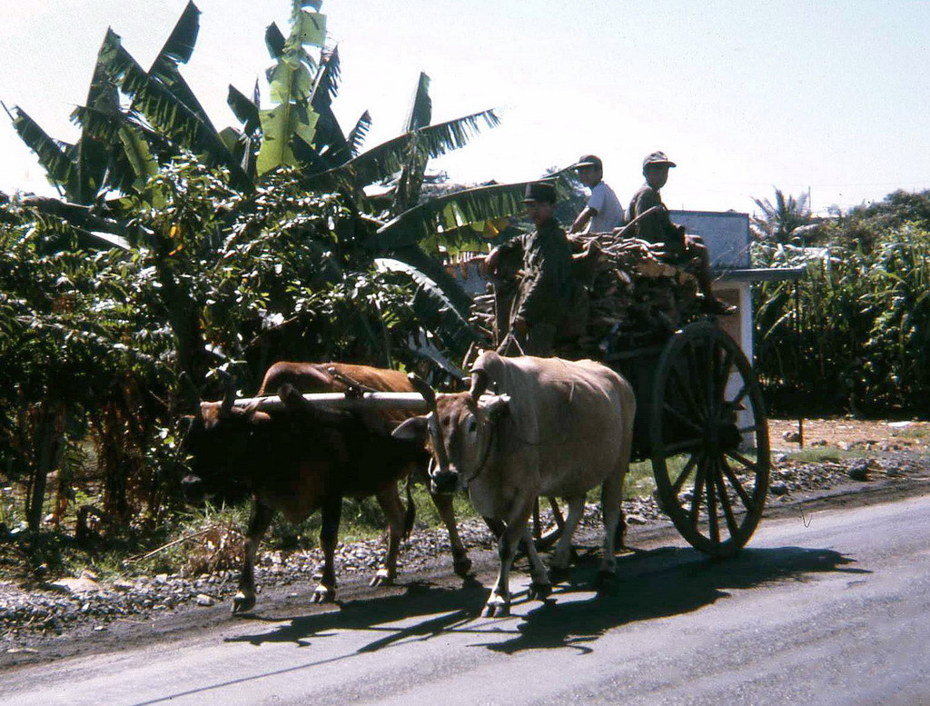 Xe bò kéo trên một con đường ở vùng ven Vũng Tàu. Ảnh: David Schofield.
