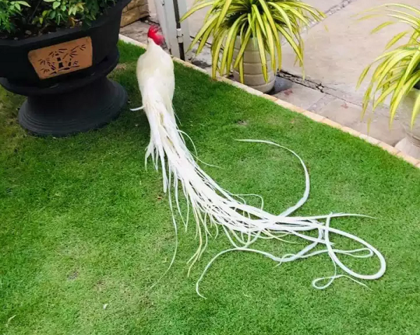 Onagadori hay còn gọi là gà Nhật Bản đuôi dài được nuôi để làm cảnh và tham gia trưng bày. Đây là giống gà nổi bật với cái đuôi rất dài và vẻ đẹp rất đặc trưng.