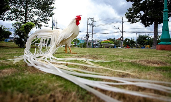 Gà onagadori độc đáo ở phần trăm lông phụng, lông măng cũng như lông mã phát triển suốt đời. Đặc biệt là màu lông độc đáo và đẹp chỉ xuất hiện ở gà trống. Gà mái lại không có nhiều nổi bật.