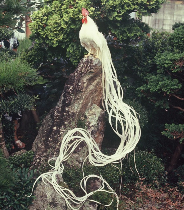 Càng nuôi lâu, ông lão càng phát hiện đuôi của con vật ngày một dài ra. Đuôi của nó thậm chí đã dài tới 2 mét. Sở hữu bộ lông trắng muốt cùng phần đuôi đặc biệt giống hệt loài "phượng hoàng trắng" trong truyền thuyết.