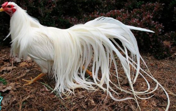 Đối với giống gà Onagadori, bộ lông đuôi là phần quan trọng nhất. Nếu được chăm sóc tốt, lông đuôi dài thêm từ 7 đến 10 cm. Lông đuôi một con trưởng thành có thể đạt 6-7 m.