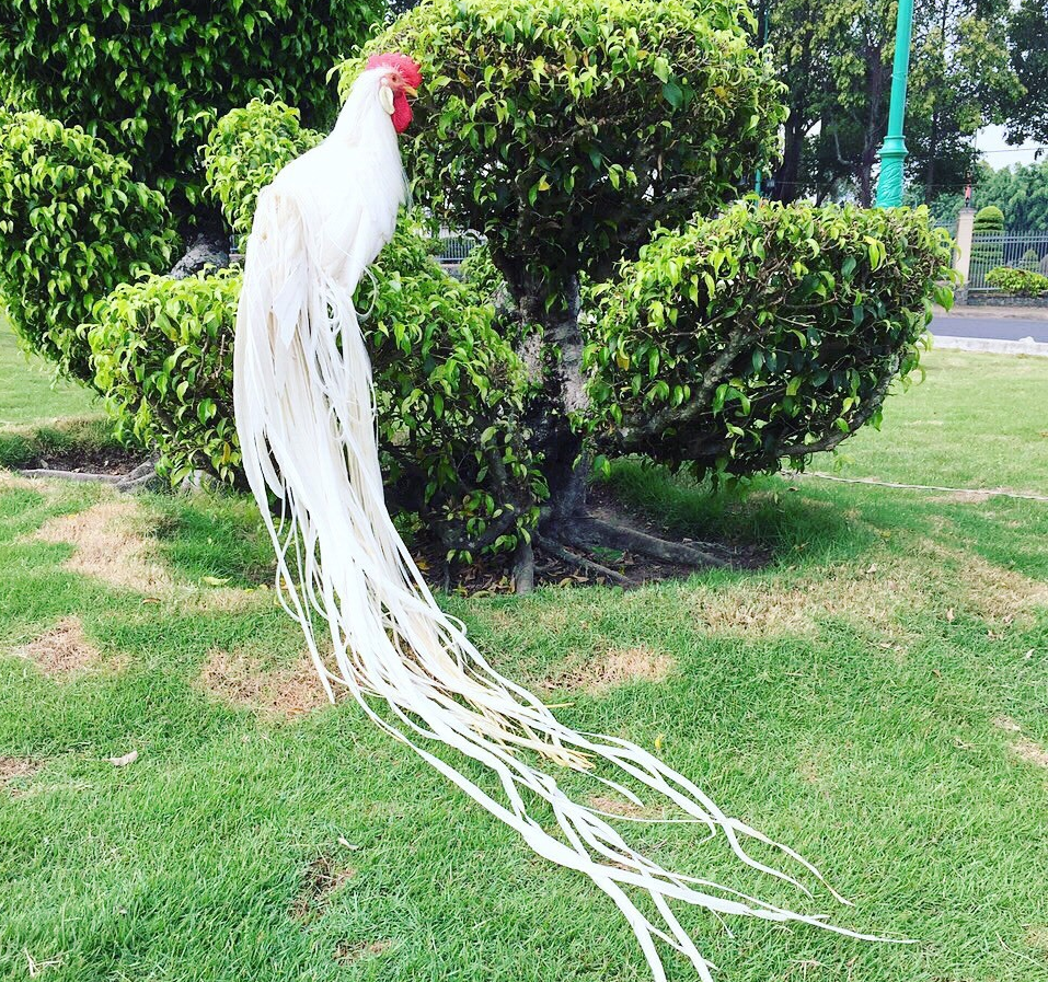 Nhiều người khi nhìn thấy con gà đều cho rằng ông lão thật sự đã nhặt được "phượng hoàng". Đã có người trả giá gần 300 triệu VND để sở hữu con vật đặc biệt này.