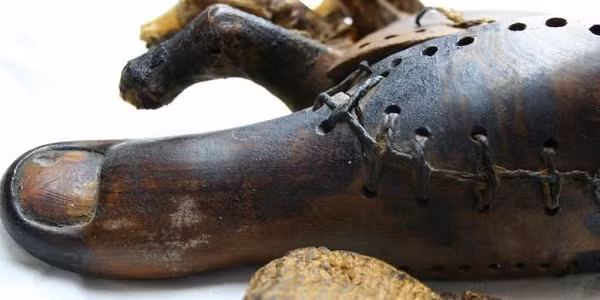 Với phát hiện này, ngón chân giả trên được đánh giá là cổ xưa nhất trong lịch sử nhân loại. Người sử dụng ngón chân giả này sẽ dễ dàng cử động, thuận tiện trong việc đi lại.