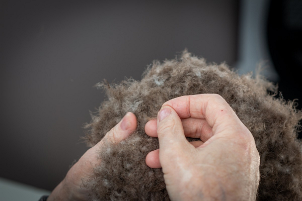 Trung bình, một chiếc chăn bông cần từ 0,6 đến 1,6 kg lông, tùy thuộc vào chất lượng được chọn. Một chiếc chăn lông vũ chứa 800 gram lông vịt sẽ có giá hơn 5.000 USD, tương đương khoảng hơn 114,7 triệu đồng.