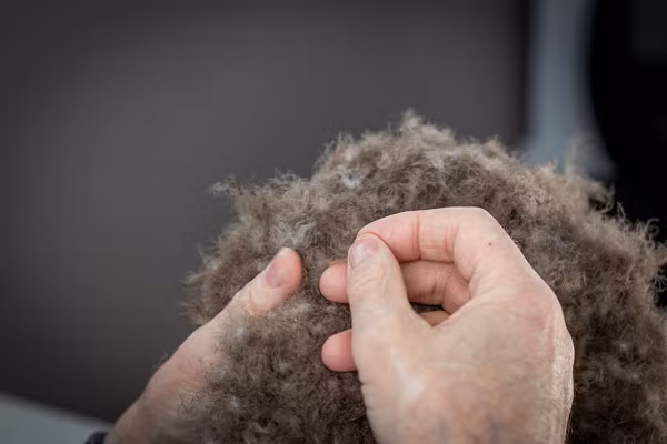 Trung bình, một chiếc chăn bông cần từ 0,6 đến 1,6 kg lông, tùy thuộc vào chất lượng được chọn. Một chiếc chăn lông vũ chứa 800 gram lông vịt sẽ có giá hơn 5.000 USD, tương đương khoảng hơn 114,7 triệu đồng.