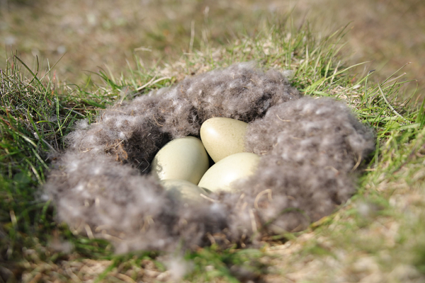 Trung bình, những người săn lùng Eiderdown phải tìm được khoảng 60 tổ vịt, mới thu được một kg lông. Sau đó, những sợi lông chất lượng nhất được tuyển chọn cẩn thận.