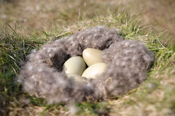 Trung bình, những người săn lùng Eiderdown phải tìm được khoảng 60 tổ vịt, mới thu được một kg lông. Sau đó, những sợi lông chất lượng nhất được tuyển chọn cẩn thận.