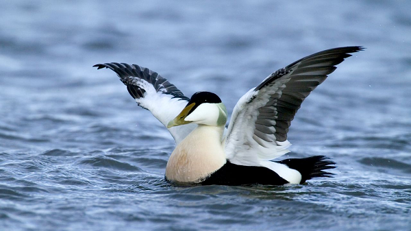 Không chỉ mềm và nhẹ, lông vịt biển Eider còn khiến người ta phải kinh ngạc với khả năng tự động điều chỉnh nhiệt độ.