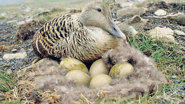 Được biết, 1 kg Eiderdown có giá hàng nghìn USD. Những chiếc lông vũ đắt đỏ, hiếm có chỉ được sử dụng để làm các sản phẩm xa xỉ.