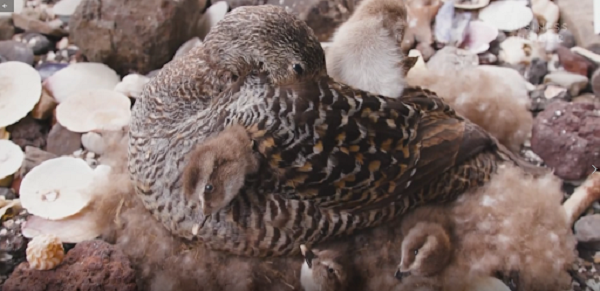 Sau khi vượt qua vòng kiểm tra mới trở thành những chiếc lông có giá trị. Dây cũng là một trong những lí do khiến giá cả của lông vịt vùng cực Eider rất đắt đỏ.