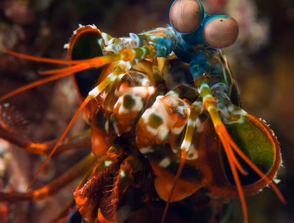 Những chiếc càng mạnh mẽ của tôm bọ ngựa được phủ hydroxyapatite, một vật liệu gốm canxi-photphat tinh thể siêu cứng. Bên dưới bề mặt cứng đó là các lớp polysaccharide chitosan, một hợp chất đàn hồi, hoạt động như một chất giảm xóc.