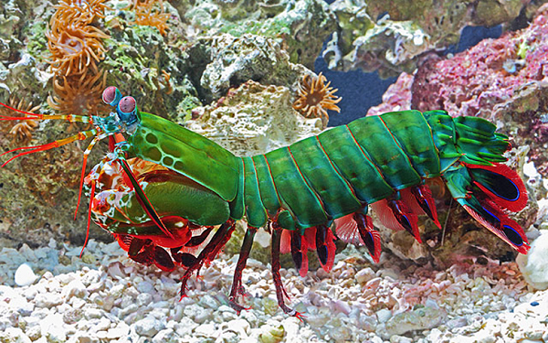 Cũng chính vì lý do này, dù tôm bọ ngựa có đập hụt đi nữa thì áp suất do bong bóng khí gây ra đủ để làm choáng váng hoặc thậm chí giết chết con mồi.