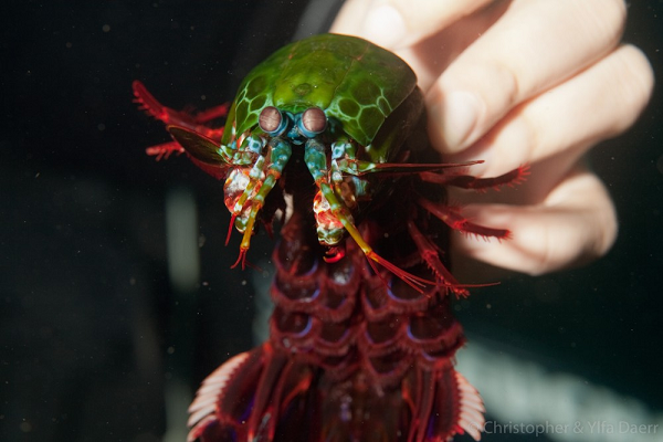 Do đó, những đối thủ được trang bị lớp áo giáp cứng như ốc, cua, sò, hàu... cũng không thể làm khó được tôm bọ ngựa. Thực tế đã từng ghi nhận những trường hợp tôm bọ ngựa đập vỡ bể cá. 