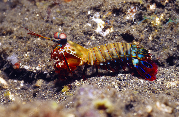 Nếu bạn muốn nuôi những con tôm này làm cảnh, hãy đảm bảo rằng bể cá nên được làm bằng kính cường lực hoặc kính dày, đối với những loại bể có thành kính mỏng sẽ dễ gây ra tai nạn.