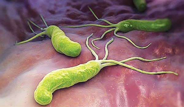 Những vi khuẩn này có vẻ an toàn, vì chúng không tạo ra độc tố hoặc chứa các gene kháng thuốc kháng sinh. Có thể nói "axit mật thứ cấp" có thể góp phần làm cho đường ruột khỏe mạnh và do đó có ảnh hưởng tới quá trình lão hóa đặc biệt.