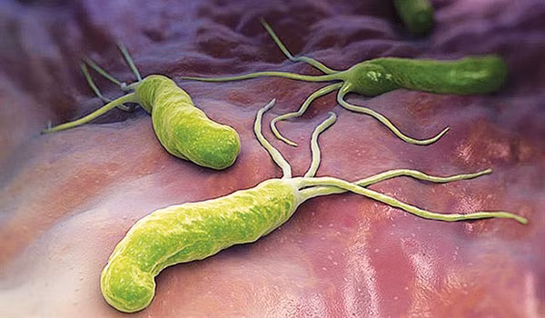 Những vi khuẩn này có vẻ an toàn, vì chúng không tạo ra độc tố hoặc chứa các gene kháng thuốc kháng sinh. Có thể nói "axit mật thứ cấp" có thể góp phần làm cho đường ruột khỏe mạnh và do đó có ảnh hưởng tới quá trình lão hóa đặc biệt.