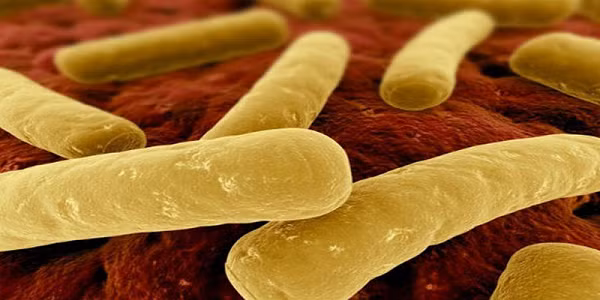 Vai trò của hệ vi khuẩn ở đường ruột tác động trực tiếp đến hoạt động tiêu hóa. Ở mỗi cơ thể người sẽ có thảm vi sinh vật đặc trưng riêng, trong đó số lượng vi sinh vật ở ruột non rất ít, càng xuống hệ tiêu hóa dưới số lượng vi khuẩn càng tăng.