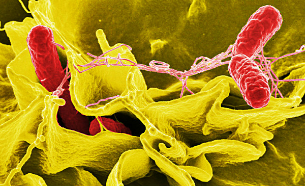 Vi khuẩn đường ruột bao gồm hàng ngàn loại khác nhau, nhưng trong đó chỉ có một số loại vi khuẩn được công nhận là lợi khuẩn. Nhóm lợi khuẩn đường ruột có tác dụng chính là kích thích hệ miễn dịch, tổng hợp các vitamin đồng thời tham gia vào hoạt động chuyển hóa dinh dưỡng.