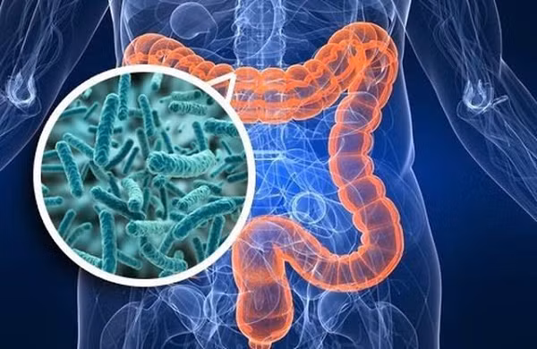 Họ tiếp tục phân tích các chất chuyển hóa trong ruột (sản phẩm của quá trình trao đổi chất) ở cả ba nhóm và phát hiện ra rằng những người sống trăm tuổi có hàm lượng axit mật thứ cấp cao hơn đáng kể so với hai nhóm còn lại.