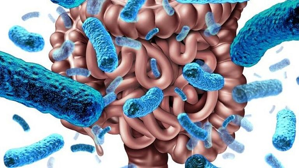 Kết quả cho thấy, những người sống trăm tuổi có một "dấu hiệu" khác biệt của vi khuẩn đường ruột mà không thấy ở hai nhóm tuổi còn lại. Ví dụ, một số loài vi khuẩn nhất định được làm giàu hoặc cạn kiệt ở người sống trăm tuổi so với hai nhóm còn lại.