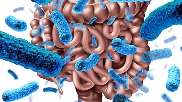 Kết quả cho thấy, những người sống trăm tuổi có một "dấu hiệu" khác biệt của vi khuẩn đường ruột mà không thấy ở hai nhóm tuổi còn lại. Ví dụ, một số loài vi khuẩn nhất định được làm giàu hoặc cạn kiệt ở người sống trăm tuổi so với hai nhóm còn lại.