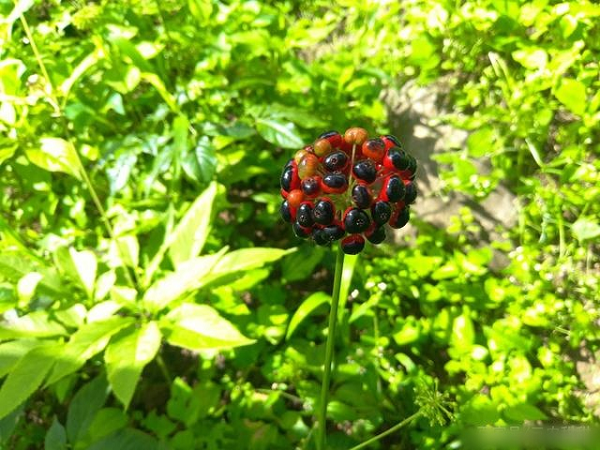 Do phần rễ của chúng chia thành từng đốt, hình dạng giống với đốt tre nên người ta gọi chúng là tiết trúc sâm (sâm đốt tre). Loài sâm này là một loại cây thân thảo lâu năm, thường mọc ở các thung lũng, rừng cây cao 1.200 - 2.000 m so với mực nước biển.