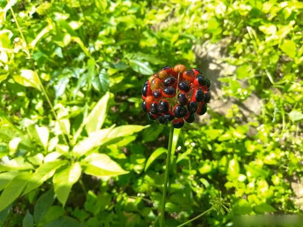 Do phần rễ của chúng chia thành từng đốt, hình dạng giống với đốt tre nên người ta gọi chúng là tiết trúc sâm (sâm đốt tre). Loài sâm này là một loại cây thân thảo lâu năm, thường mọc ở các thung lũng, rừng cây cao 1.200 - 2.000 m so với mực nước biển.