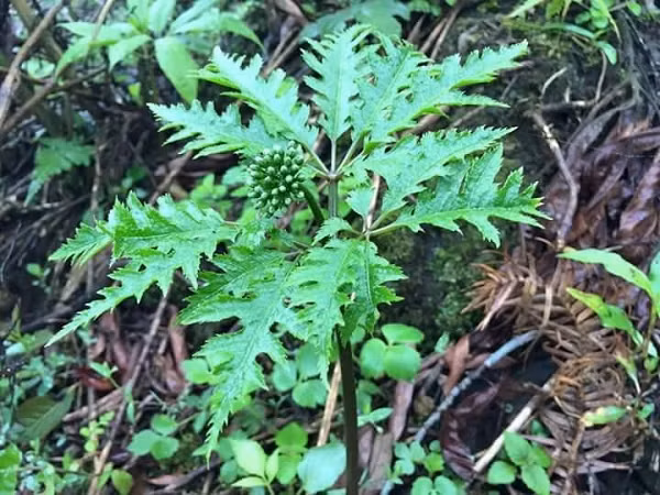 Lương y Bùi Hồng Minh, Phó chủ tịch thường trực Hội đông y Ba Đình, cho biết, gọi là tam thất hoang hay tiết trúc nhân sâm là tùy từng nơi. Nhưng tiết trúc nhân sâm là tên gọi cổ.