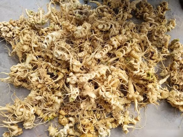  Tiết trúc nhân sâm là một loại sâm cực kỳ quý hiếm ở châu Á. Đặc biệt, chúng cũng xuất hiện tại Việt Nam. Tiết trúc sâm còn được biết đến với tên gọi khác là tam thất đất, sâm đất, thất diệp tử…