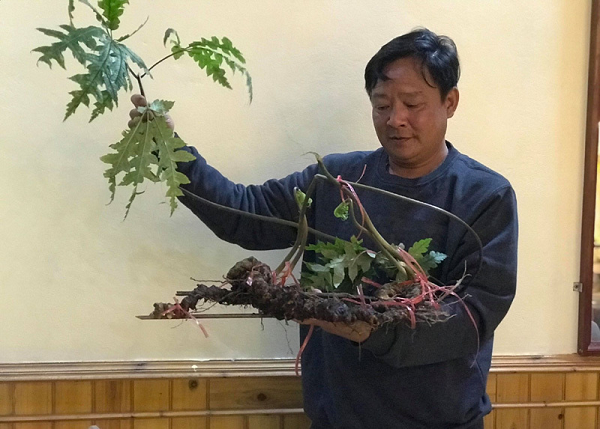 Tiết trúc sâm cũng chứa các hợp chất giống như nhân sâm. Các bộ phận của cây như rễ con, lá, hoa tam thất đều chứa các hợp chất saponosid nhóm dammaran.