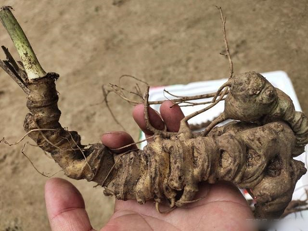 Tiết trúc sâm phân bố nhiều trong môi trường ẩm ướt, có thể chịu được giá rét (6 độ C) trong mùa đông và nhiệt độ cao trong mùa hè. Trung bình trong 1 năm, cây có thể phát triển rất mạnh mẽ.