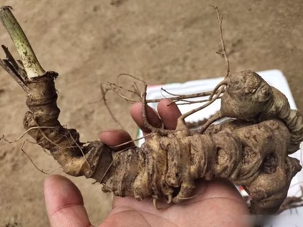 Tiết trúc sâm phân bố nhiều trong môi trường ẩm ướt, có thể chịu được giá rét (6 độ C) trong mùa đông và nhiệt độ cao trong mùa hè. Trung bình trong 1 năm, cây có thể phát triển rất mạnh mẽ.