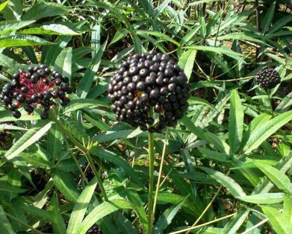 Ở Việt Nam, vào năm 2018 từng xuất hiện củ tiết trúc nhân sâm nặng 1kg, là hàng hiếm 100 tuổi và được nhiều người trả giá cả trăm triệu đồng.